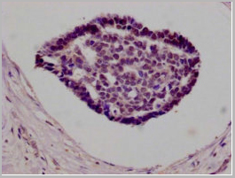 product-image-AAA28068_IHC2.jpg