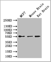product-image-AAA28074_WB.jpg