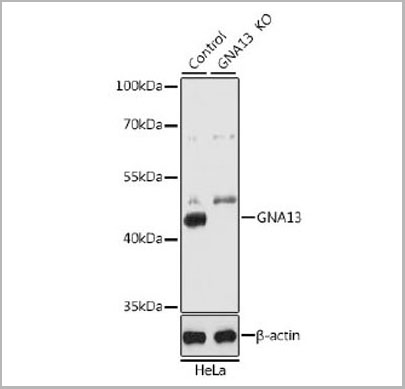 product-image-AAA28087_WB6.jpg