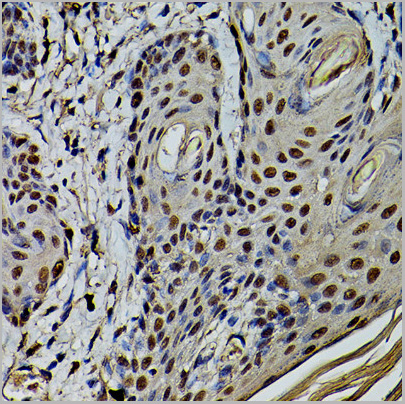product-image-AAA28094_IHC3.jpg