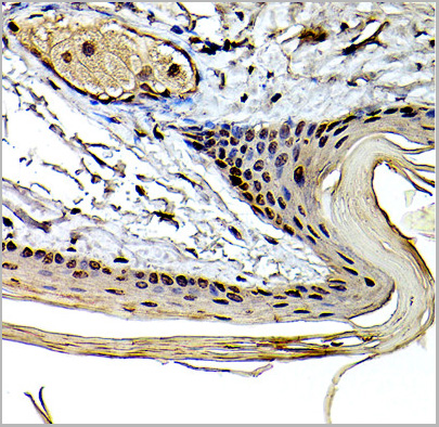 product-image-AAA28094_IHC4.jpg