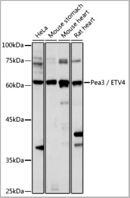 product-image-AAA28094_WB2.jpg