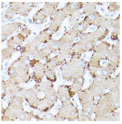product-image-AAA28095_IHC8.jpg