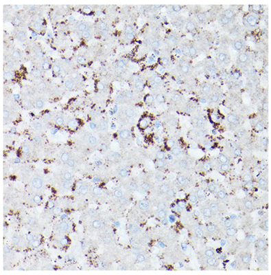 product-image-AAA28095_IHC9.jpg