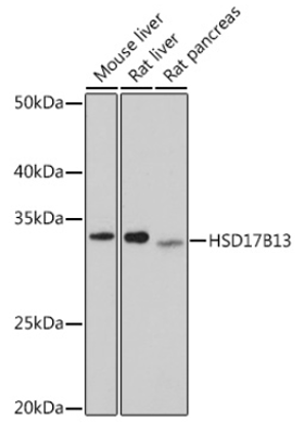 product-image-AAA28095_WB7.jpg