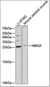 product-image-AAA28122_WB.jpg