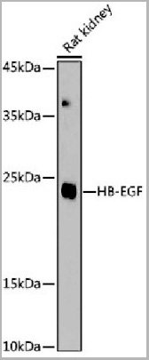 product-image-AAA28122_WB2.jpg