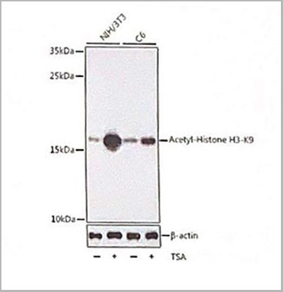 product-image-AAA28124_WB.jpg