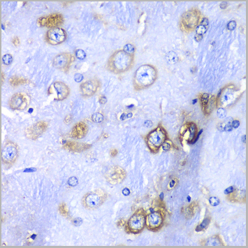 product-image-AAA28136_IHC5.jpg
