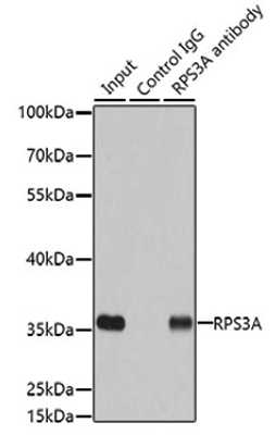 product-image-AAA28136_IP2.jpg