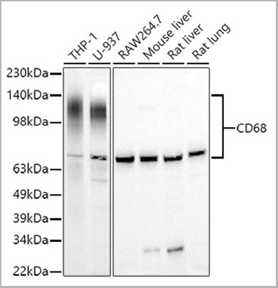 product-image-AAA28140_WB.jpg