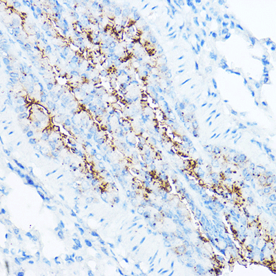 product-image-AAA28156_IHC5.jpg