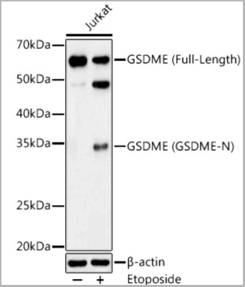 product-image-AAA28161_WB.jpg