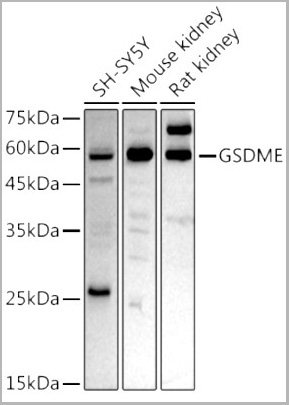 product-image-AAA28161_WB2.jpg
