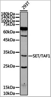 product-image-AAA28171_WB.jpg