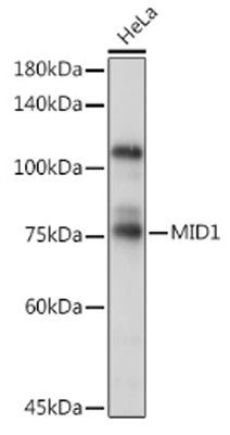 product-image-AAA28180_WB2.jpg