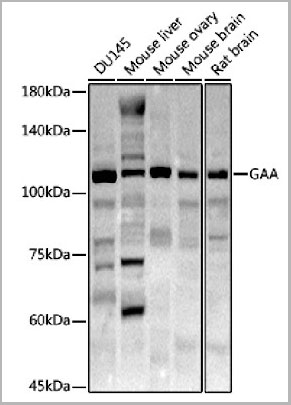 product-image-AAA28197_WB.jpg