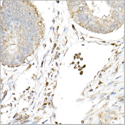 product-image-AAA28207_IHC4.jpg