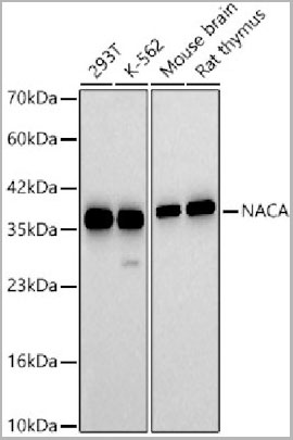 product-image-AAA28217_WB.jpg