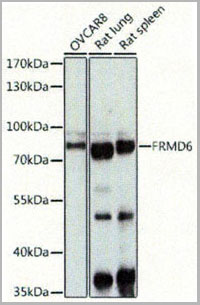 product-image-AAA28220_WB2.jpg