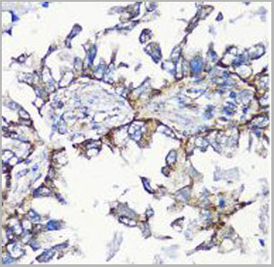 product-image-AAA28228_IHC2.jpg