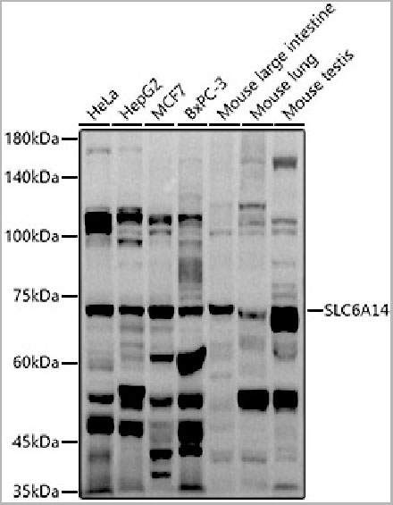 product-image-AAA28230_WB.jpg