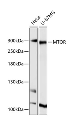 product-image-AAA28241_WB.jpg