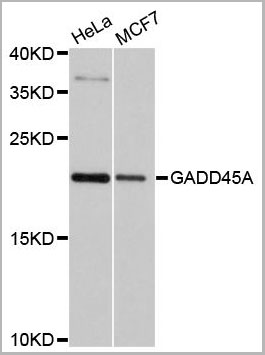 product-image-AAA28246_WB.jpg