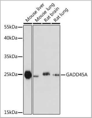 product-image-AAA28246_WB2.jpg