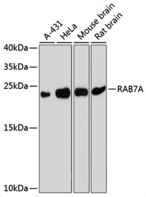 product-image-AAA28256_WB2.jpg