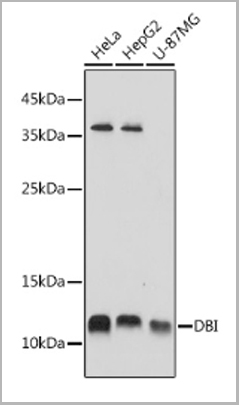 product-image-AAA28262_WB5.jpg