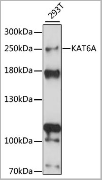 product-image-AAA28281_WB.jpg