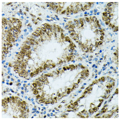 product-image-AAA28282_IHC2.jpg