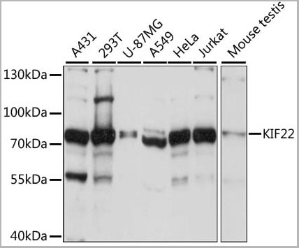 product-image-AAA28282_WB.jpg
