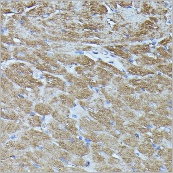 product-image-AAA28295_IHC3.jpg