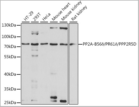 product-image-AAA28319_WB.jpg
