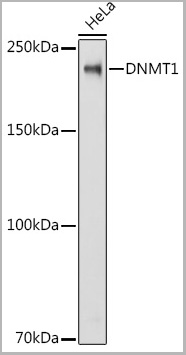 product-image-AAA28335_WB.jpg