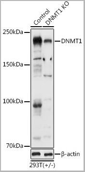 product-image-AAA28335_WB3.jpg