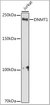 product-image-AAA28351_WB.jpg