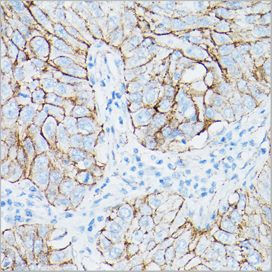 product-image-AAA28382_IHC6.jpg