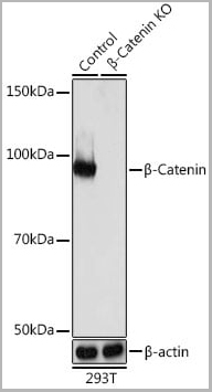 product-image-AAA28382_WB3.jpg