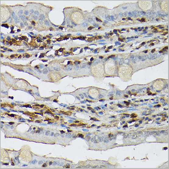 product-image-AAA28416_IHC7.jpg