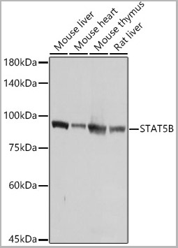 product-image-AAA28416_WB.jpg