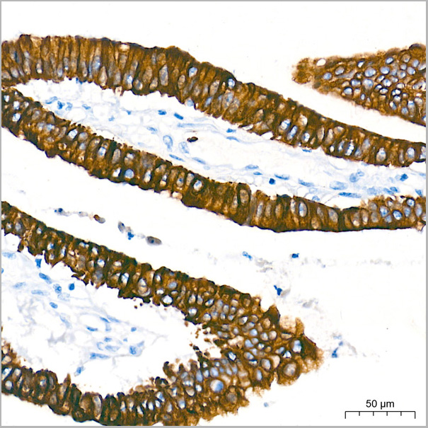 product-image-AAA28447_IHC4.jpg