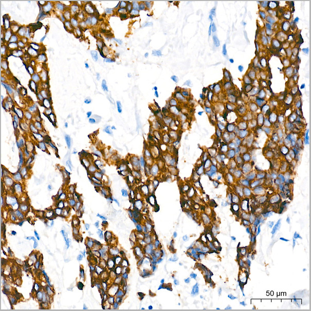 product-image-AAA28447_IHC5.jpg