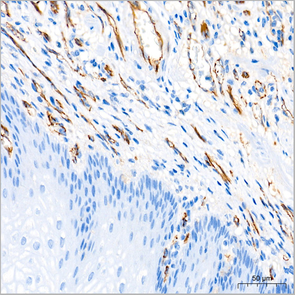 product-image-AAA28448_IHC3.jpg