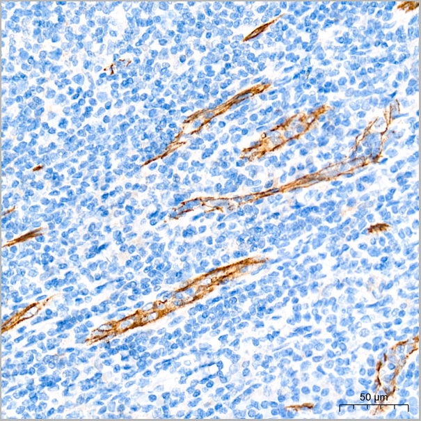 product-image-AAA28448_IHC5.jpg