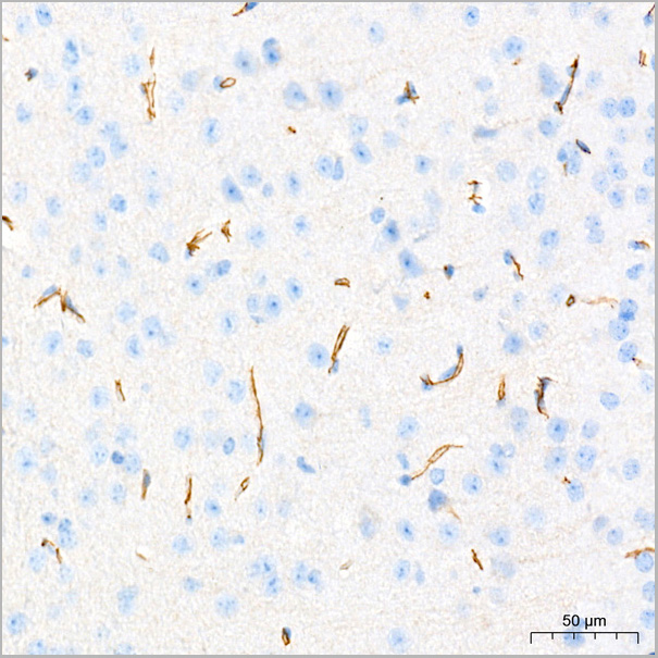 product-image-AAA28448_IHC6.jpg