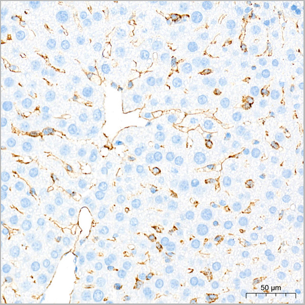 product-image-AAA28448_IHC8.jpg
