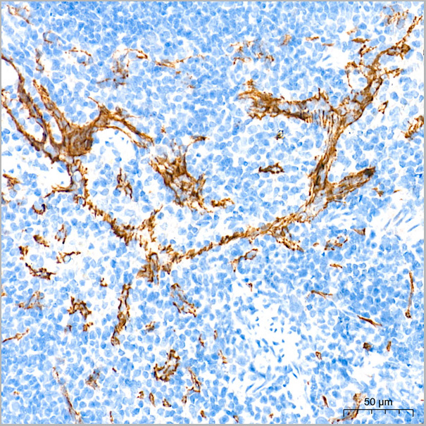 product-image-AAA28448_IHC9.jpg